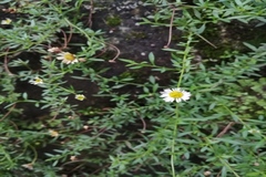 Erigeron karvinskianus